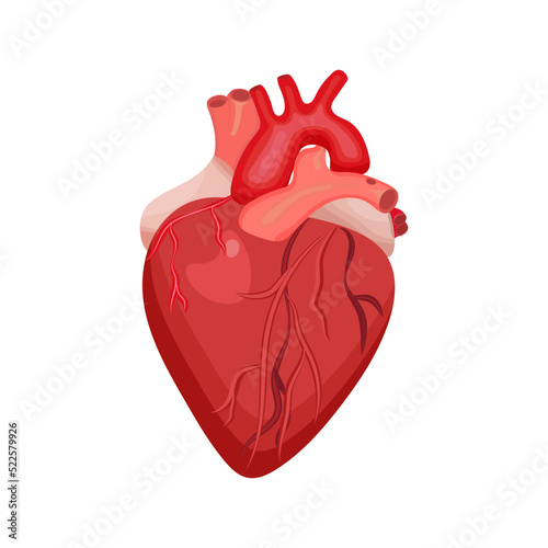 realistic human heart