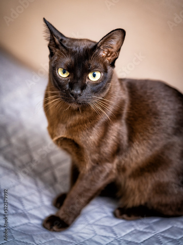 Portrait of cute dark cat. Funny beautiful pretty kitten with big eyes.