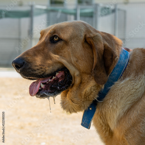 Big mastiff dog portrait drooling summer park 