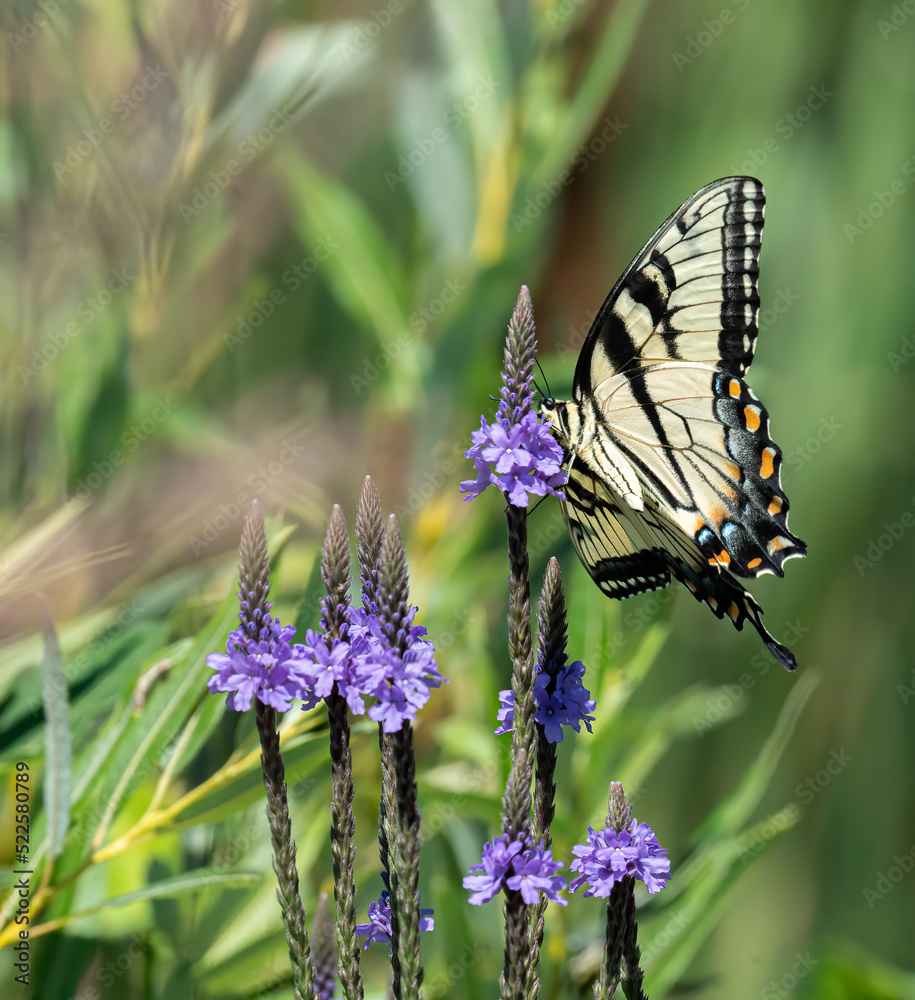 a yellow swallowtail butterfly sits on a purple hoary vervain flower a yellow swallowtail butterfly sits on a purple hoary vervain flower