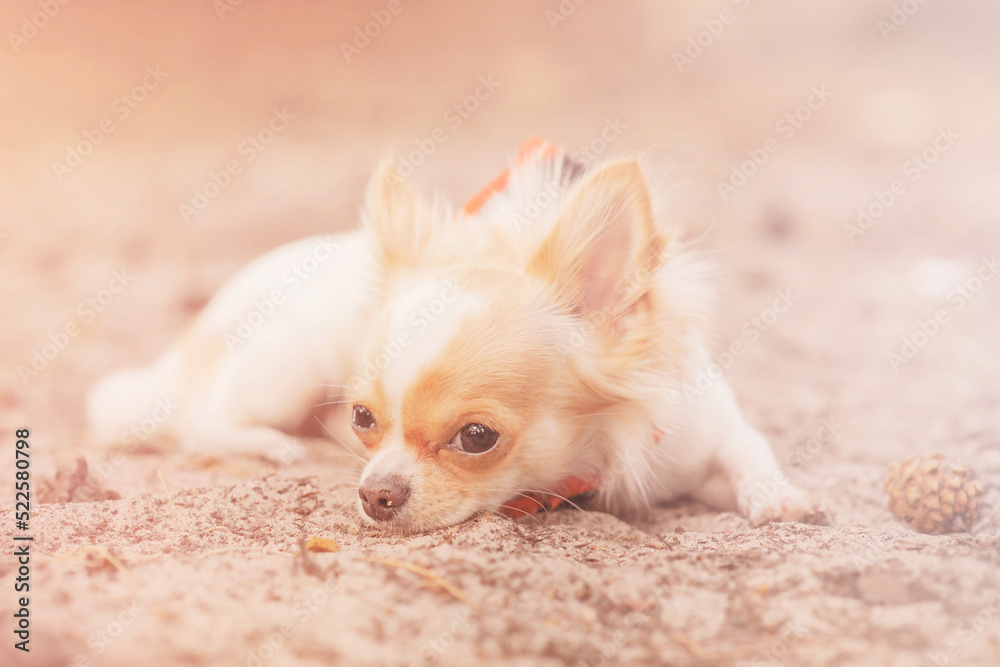 The puppy lies on the sand. A dog of the mini Chihuahua breed, white in color with red spots.