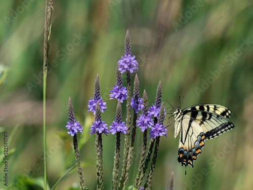 a yellow swallowtail butterfly sits on a purple hoary vervain flower