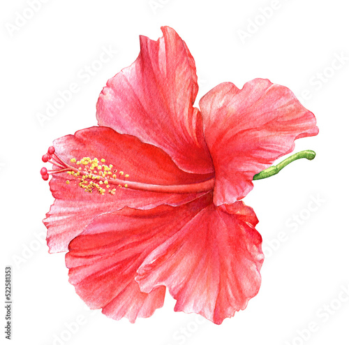 Watercolor illustration of the red hibiscus