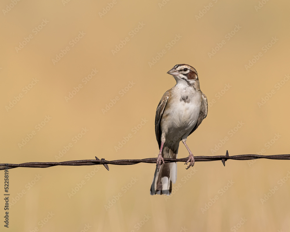 A Lark Sparrow balances on barbed-wire A Lark Sparrow balances on barbed-wire