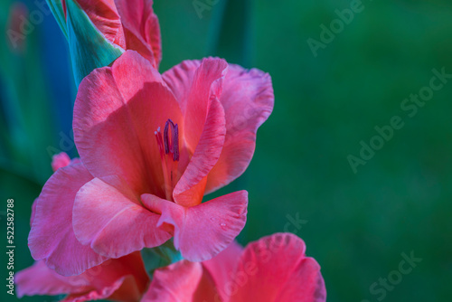 Macro view of red gladiolus petals on summer day.