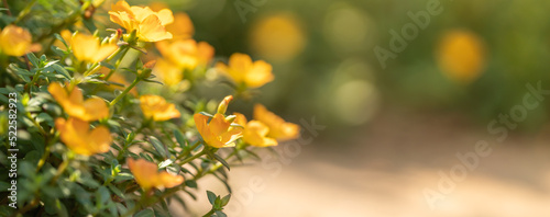 Closeup of yellow flower under sunlight with copy space using as background natural plants landscape  ecology wallpaper cover page concept.