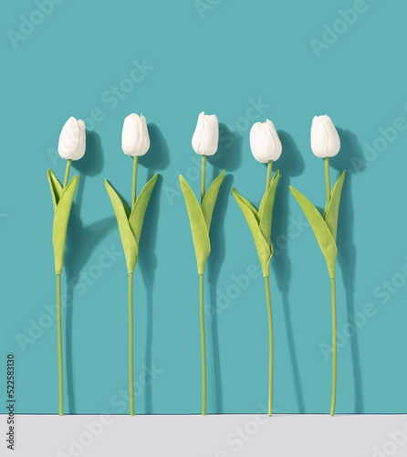 White tulips against teal background. Floral minimal background. photo