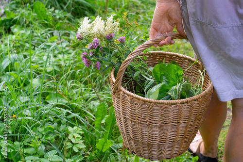 Woman's hand with basket of herbs photo