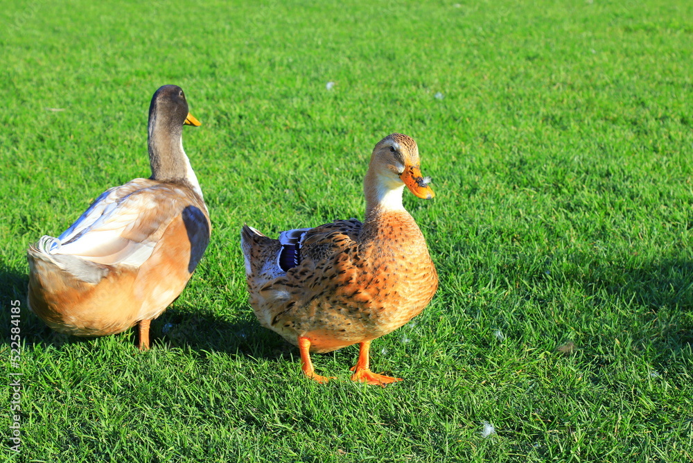 Large Beautiful yellow ducks are walking on the green lawn. Poultry, farm in village. Big waterfowl birds, Duck meat, food. Bird hunting. Large Beautiful yellow ducks are walking on the green lawn. Poultry, farm in village. Big waterfowl birds, Duck meat, food. Bird hunting.
