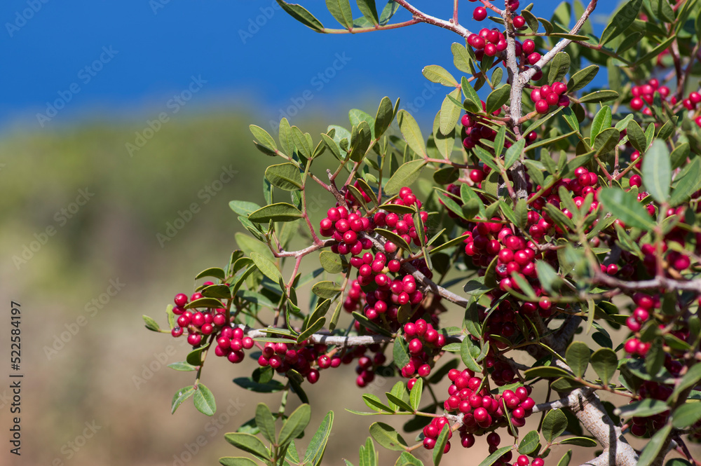 Pistacia lentiscus lentisk or mastic shrub red ripened bright fruits and green leaves on branches