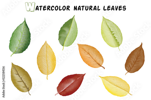 Colorful Leaves Set Watercolor Art Design Vector template