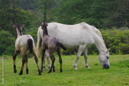 Mare with two playful foals