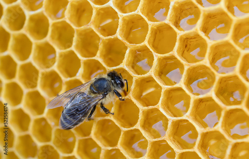 One bee on beeswax with honey © Viktoria