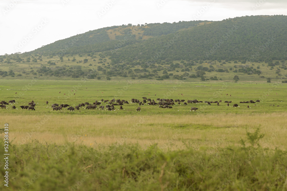 Herd of wild buffaloes grazing on a green field in Africa national park