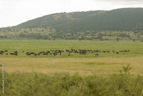 Herd of wild buffaloes grazing on a green field in Africa national park