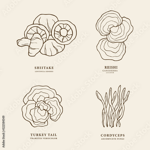 Set of hand drawn mushrooms. Shiitake, turkey tail, cordyceps, reishi