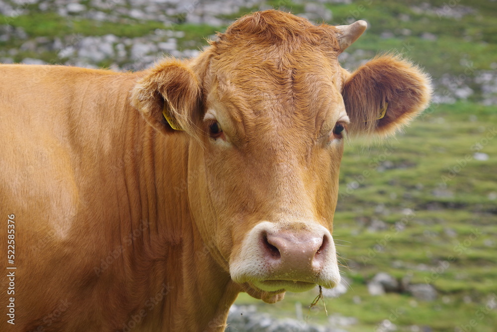 cow close up