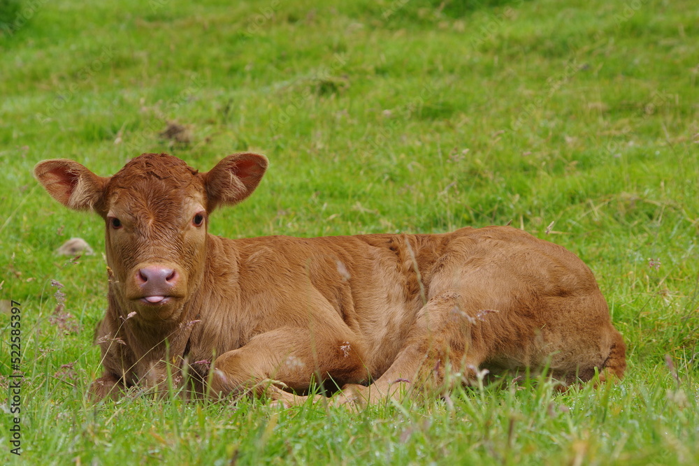 calf enjoys the sun calf enjoys the sun