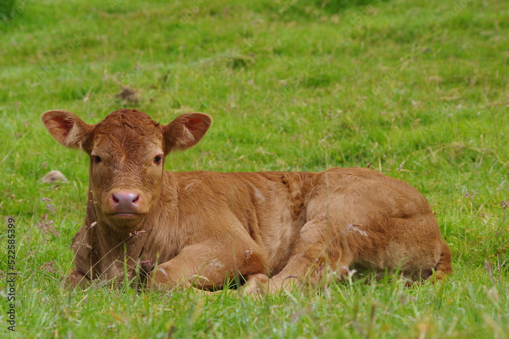 calf in the field calf in the field