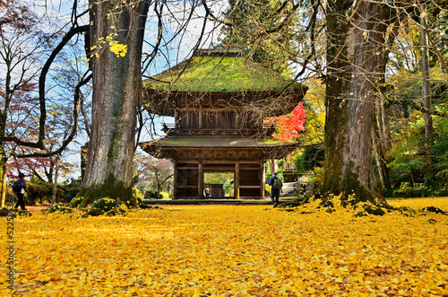 東京都あきる野市　広徳寺の大銀杏と秋の風景