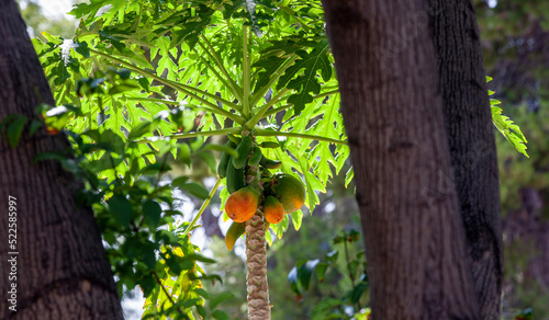 Papayas growing in Arizona, technically herbaceous succulents and not trees.