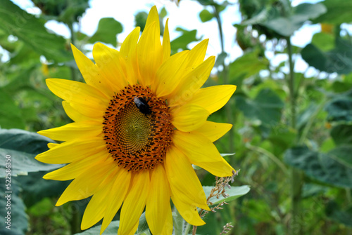 jeden kwitnący kwiat słonecznika na polu © Radosaw