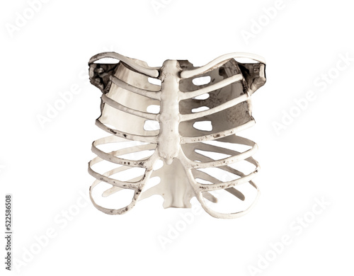 Chest ribs isolated on white background. Skeletal system anatomy, body structure, medical education. High quality photo photo