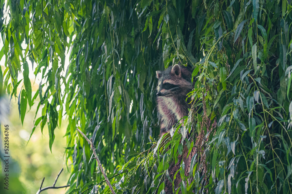 Waschbären im Park