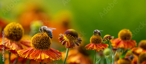 Leinwand Poster bees (apis mellifera) on helenium flowers - close up