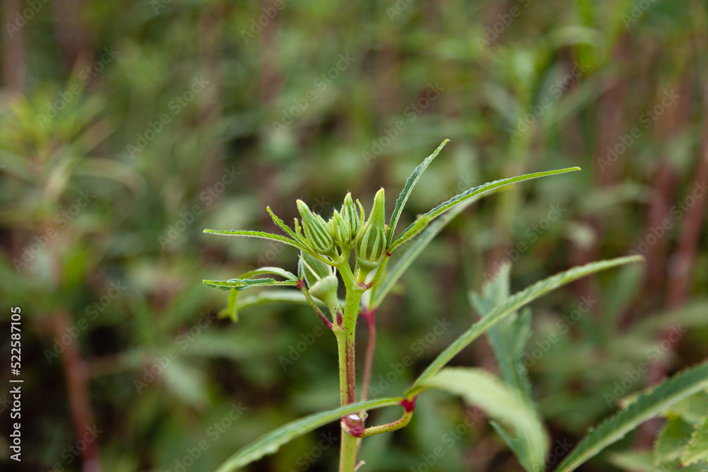 Okra plant. Baby fresh okras are growing on the plant—selective focus and close-up. Okra plant. Baby fresh okras are growing on the plant—selective focus and close-up.