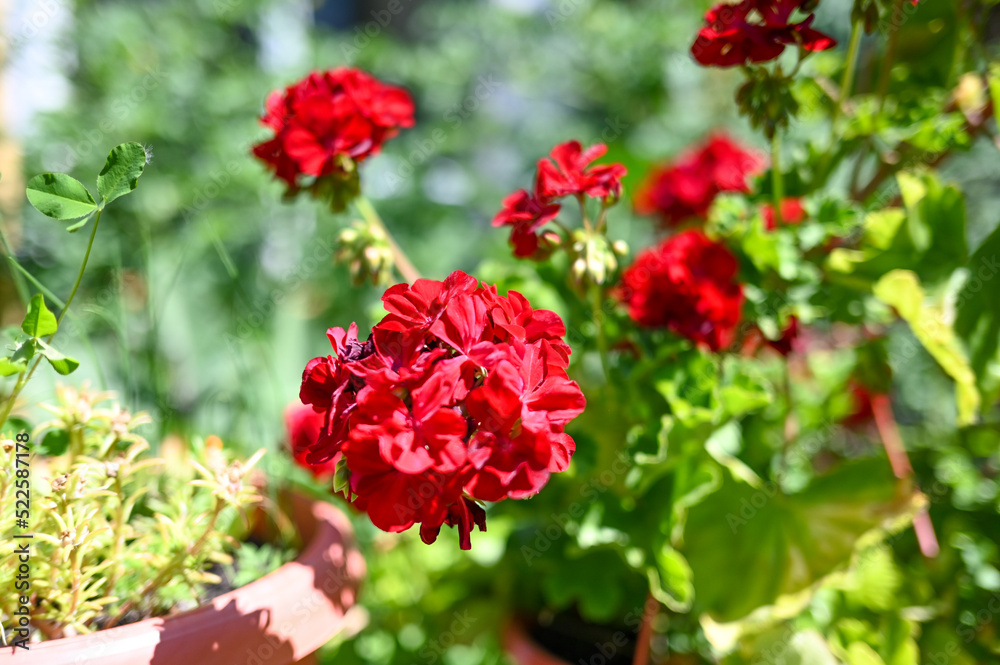 Pelargonium growing in the garden. Blooming red flowers. 