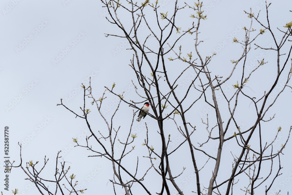 Rose-breasted Grosbeak Perched In A Tree In Spring Rose-breasted Grosbeak Perched In A Tree In Spring