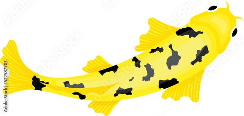 Yellow lake fish top view. Pond carp