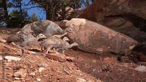 A family of wild turkeys walking past a sandstone boulder in the arid American southwest desert environment. 