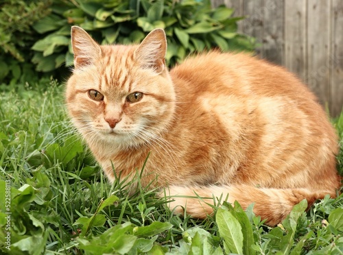 Cute ginger cat on grass in gaden photo