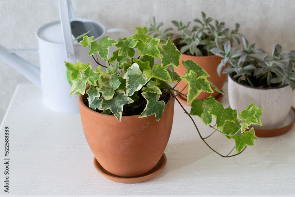 Home green houseplants hedera, succulents
