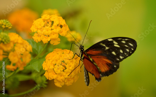 butterfly on flower