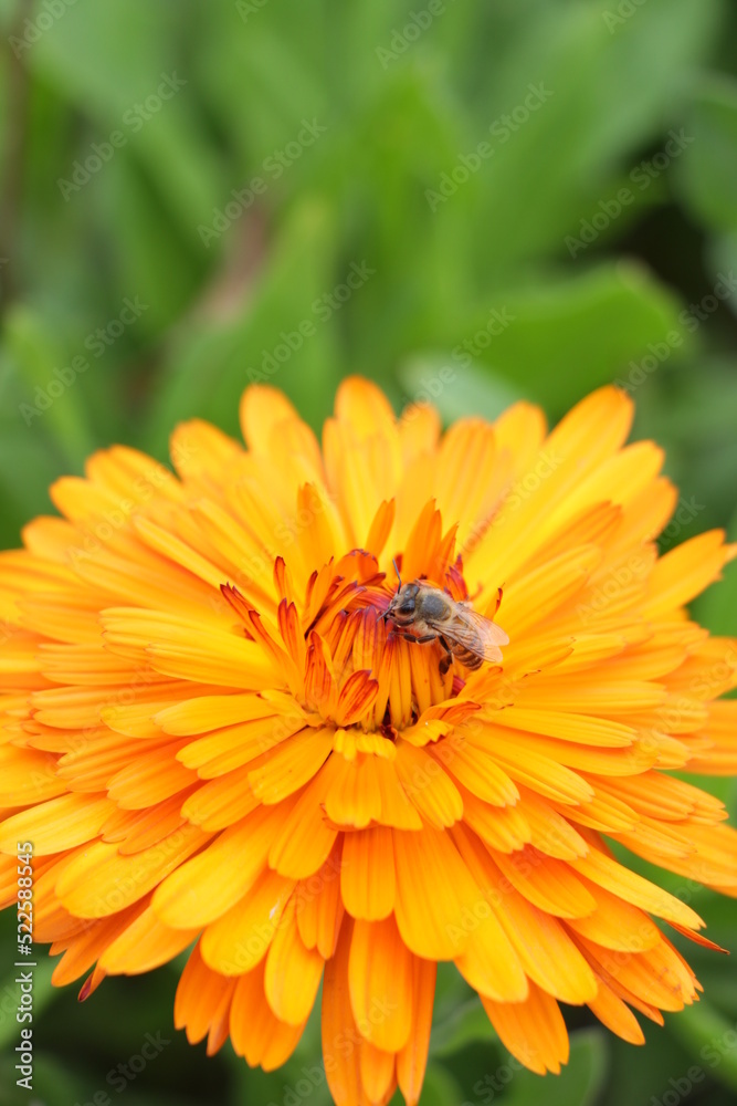 ABEJA EN UNA FLOR AMARILLA. ABEJA ECHANDO POLEN EN FLOR ABEJA EN UNA FLOR AMARILLA. ABEJA ECHANDO POLEN EN FLOR