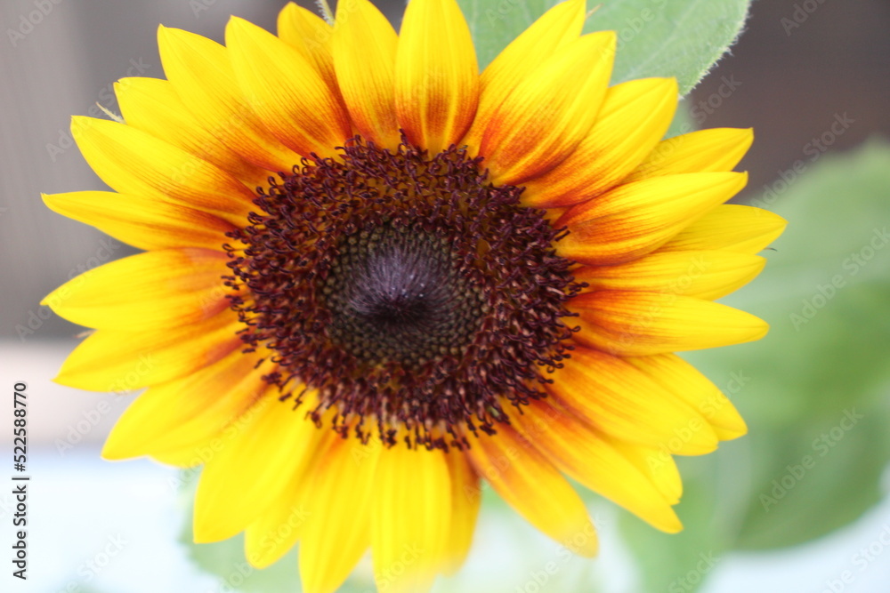 Close up of Sunflower inthe garden Close up of Sunflower inthe garden