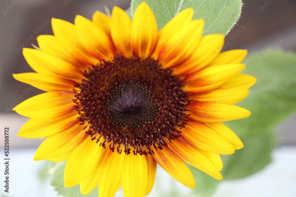 Close up of Sunflower inthe garden Close up of Sunflower inthe garden