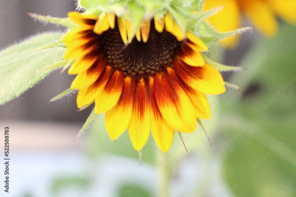 Naklejka premium Close up of Sunflower inthe garden