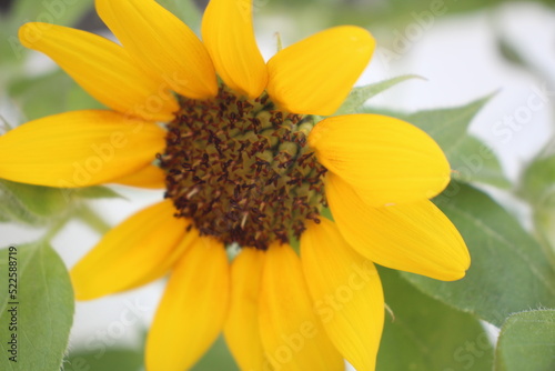 A sunflower in the garden 