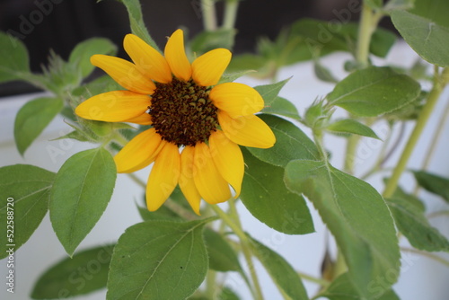 A sunflower in the garden 