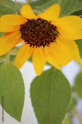 A sunflower in the garden 