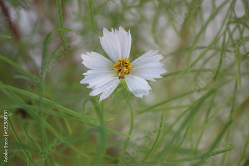 A little white flower fro mthe garden