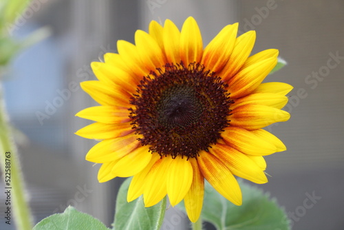 Close up of Sunflower inthe garden 