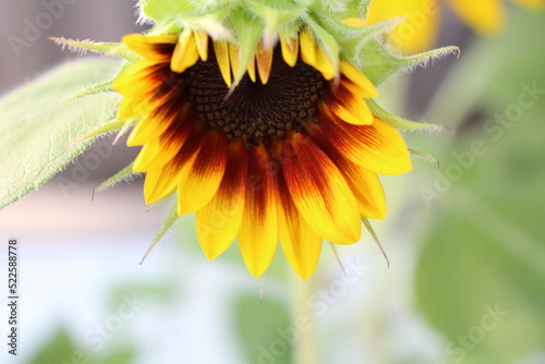 Close up of Sunflower inthe garden 