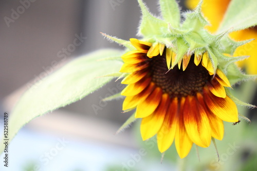 Close up of Sunflower inthe garden 