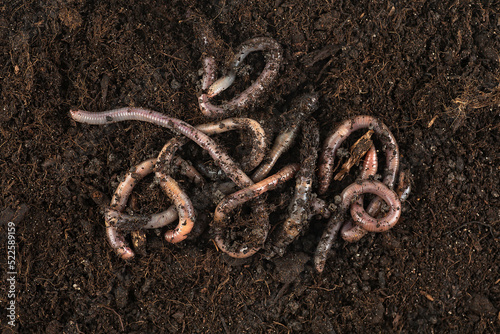 Garden compost and worms - earthworms in black soil, top view.