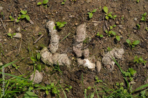 wolf poops with visible remnants of bones and hair photo